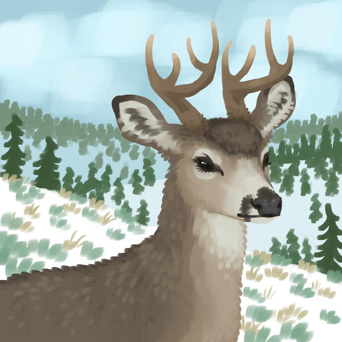 Muledeer